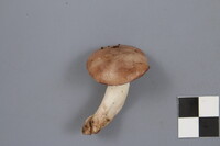 Lactarius uvidus image